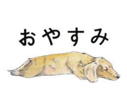 Riku of the miniature dachshund. sticker #6747745