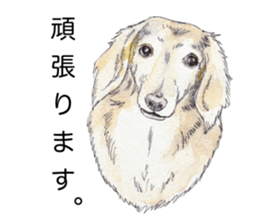 Riku of the miniature dachshund. sticker #6747748