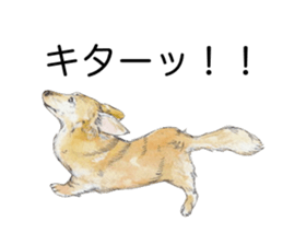 Riku of the miniature dachshund. sticker #6747749