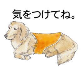 Riku of the miniature dachshund. sticker #6747750