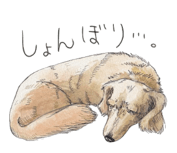 Riku of the miniature dachshund. sticker #6747751