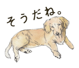 Riku of the miniature dachshund. sticker #6747753