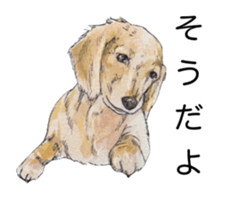 Riku of the miniature dachshund. sticker #6747754