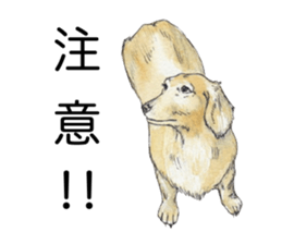 Riku of the miniature dachshund. sticker #6747755