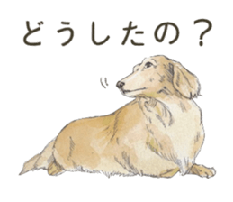 Riku of the miniature dachshund. sticker #6747756