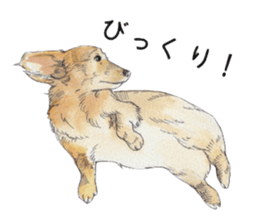 Riku of the miniature dachshund. sticker #6747759