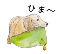 Riku of the miniature dachshund. sticker #6747760