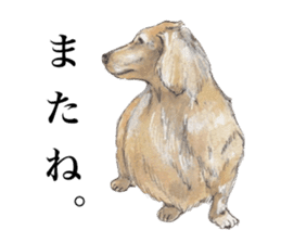 Riku of the miniature dachshund. sticker #6747762