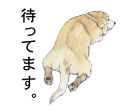 Riku of the miniature dachshund. sticker #6747763