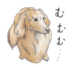 Riku of the miniature dachshund. sticker #6747764