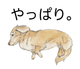 Riku of the miniature dachshund. sticker #6747765