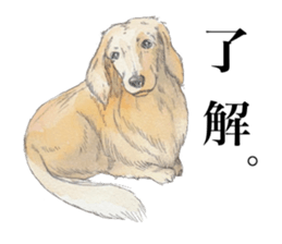 Riku of the miniature dachshund. sticker #6747766