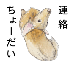 Riku of the miniature dachshund. sticker #6747767