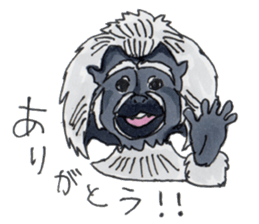 Sticker of the Tamarin sticker #6750918