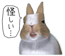 Expressive rabbit sticker sticker #6751459