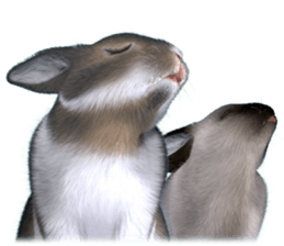 Expressive rabbit sticker sticker #6751464