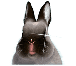 Expressive rabbit sticker sticker #6751476