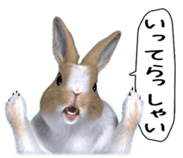 Expressive rabbit sticker sticker #6751484