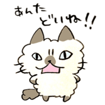 Kanazawa,Ishikawa cat Giuliano 005 sticker #6752510