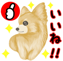 Friendly Chihuahua sticker #6756049