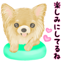 Friendly Chihuahua sticker #6756060