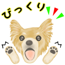 Friendly Chihuahua sticker #6756079