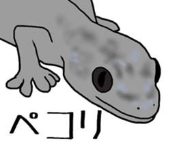 geckos sticker #6757171