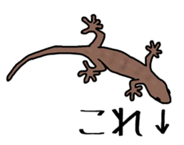 geckos sticker #6757175