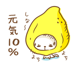 Lemon cat squash sticker #6791762