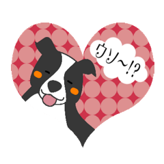 heart melted is Border Collie