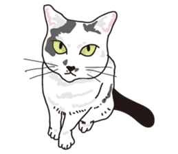 Feeling of  white  and  black cat sticker #6831120