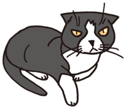 Feeling of  white  and  black cat sticker #6831145