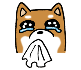 Sato-kun of the Shiba Inu sticker #6832401