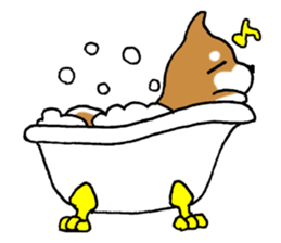 Sato-kun of the Shiba Inu sticker #6832413