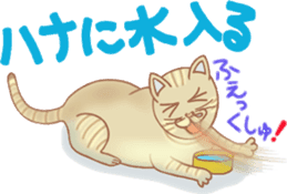 Cat true story 1 (Japanese) sticker #6851251