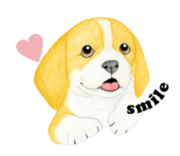 Beagle Sticker (English) sticker #6856923