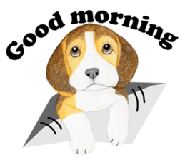 Beagle Sticker (English) sticker #6856924