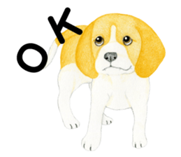 Beagle Sticker (English) sticker #6856927