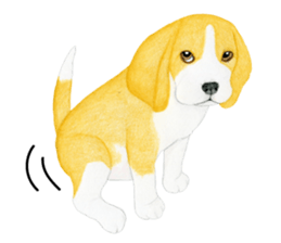 Beagle Sticker (English) sticker #6856932