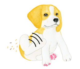 Beagle Sticker (English) sticker #6856933