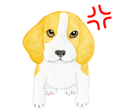 Beagle Sticker (English) sticker #6856943