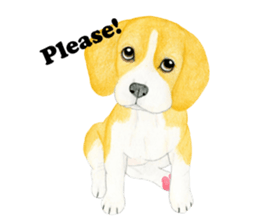 Beagle Sticker (English) sticker #6856953