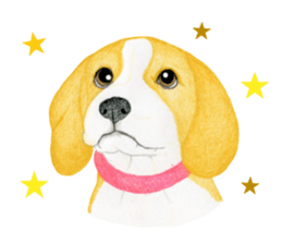 Beagle Sticker (English) sticker #6856957