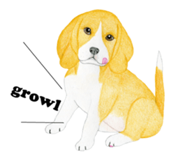 Beagle Sticker (English) sticker #6856958