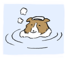 Sheltie sticker #6860921