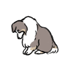 Sheltie sticker #6860939