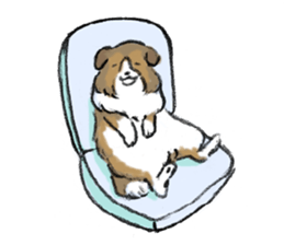 Sheltie sticker #6860942