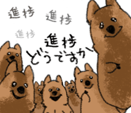 Play with Quokka! sticker #6876555