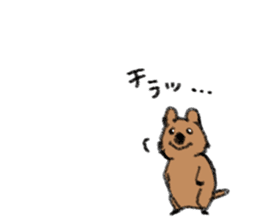 Play with Quokka! sticker #6876564