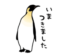 A little polite Penguins sticker #6885963